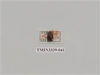 藏品(雙條甘蔗金龜)的圖片